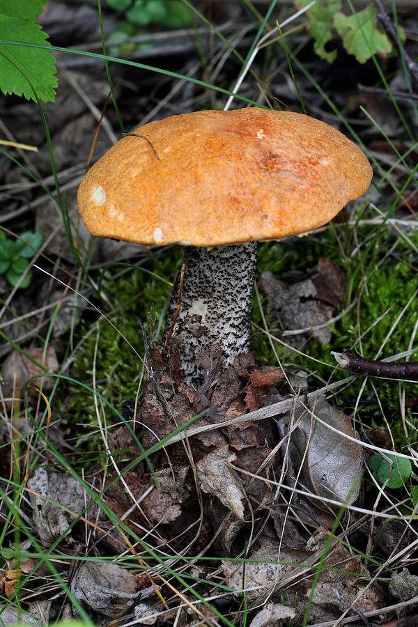Mushroom Photograph - Birch Bolet #1 by Doug Lloyd