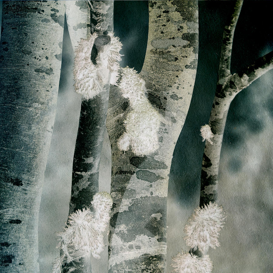 Birch Photograph by Bonnie Bruno