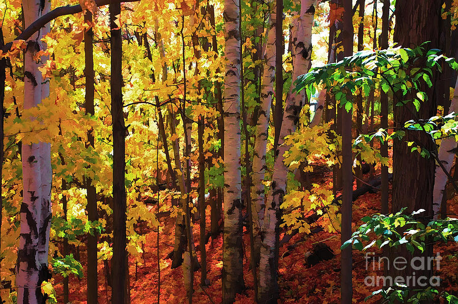 Birch Forest in Autumn #1 Photograph by Elaine Manley