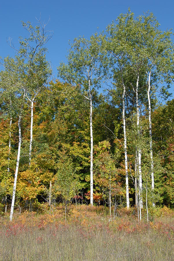 Birch trees #1 Photograph by David Campione