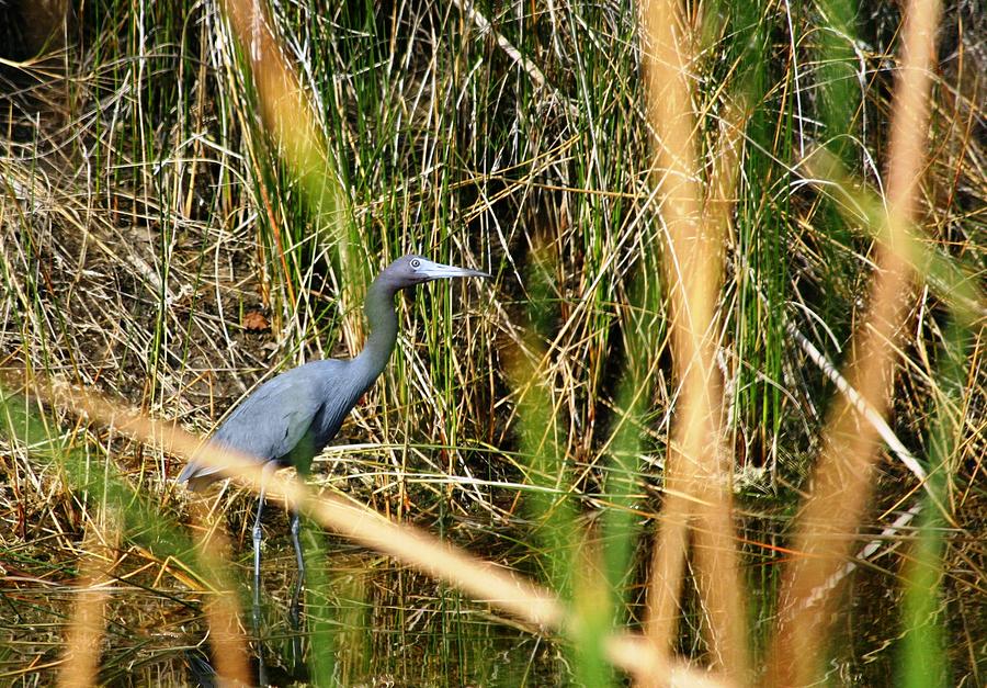 Bird at Viera #1 Photograph by Jeanne Andrews