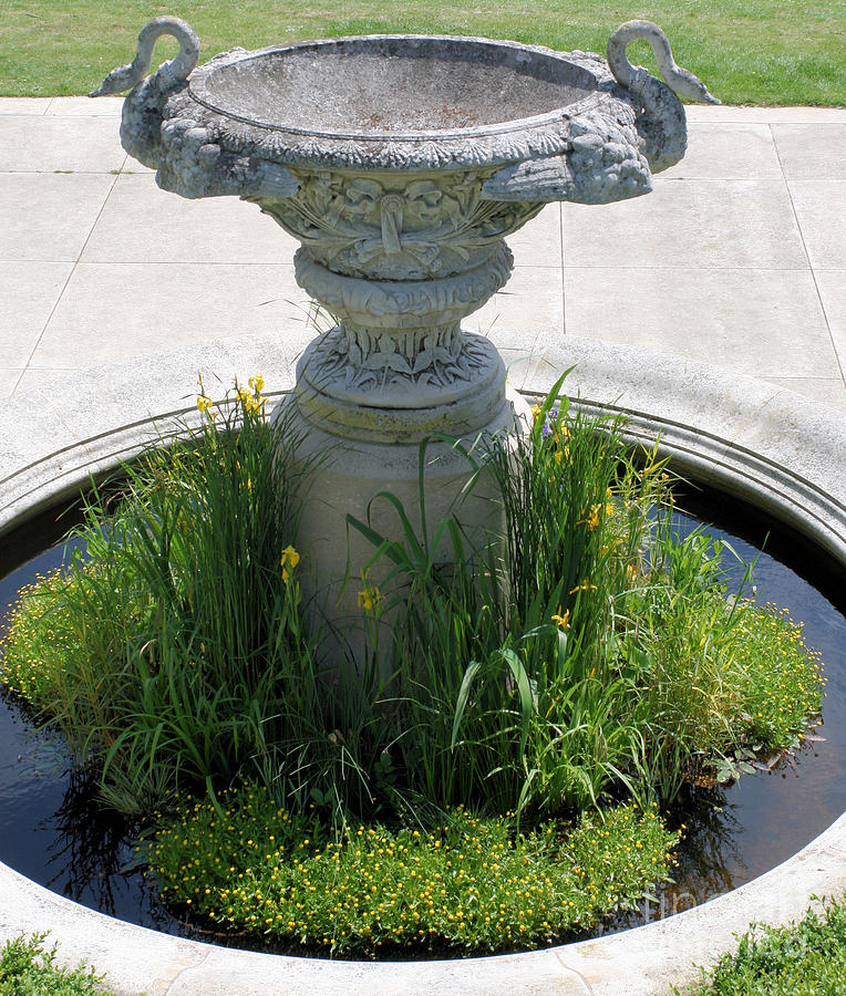 Bird bath Photograph by Ruth Hallam - Fine Art America