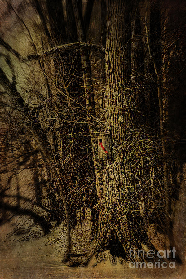 Bird house with red ribbon in the trees #1 Photograph by Sandra Cunningham