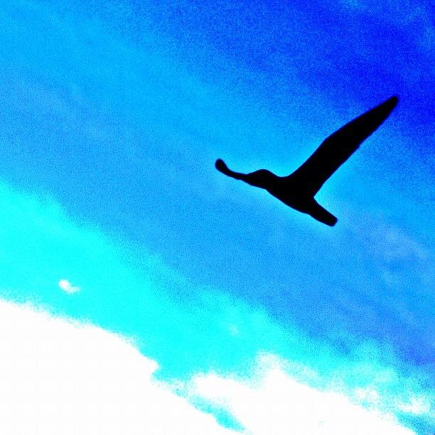 Bird Silhouette In The Open Blue Sky #1 Photograph by Kelsey Parisien