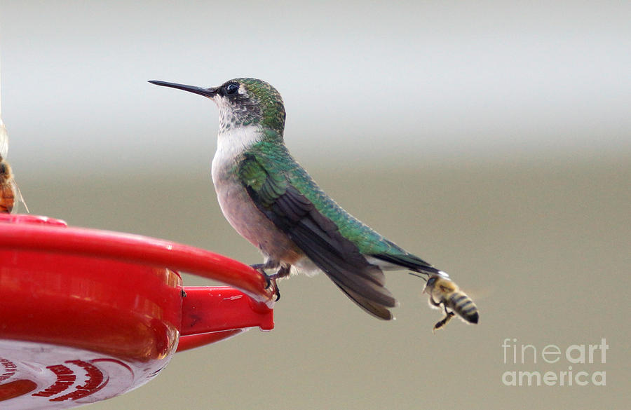 Hummingbird Photograph - Birds and Bees #1 by Lori Tordsen