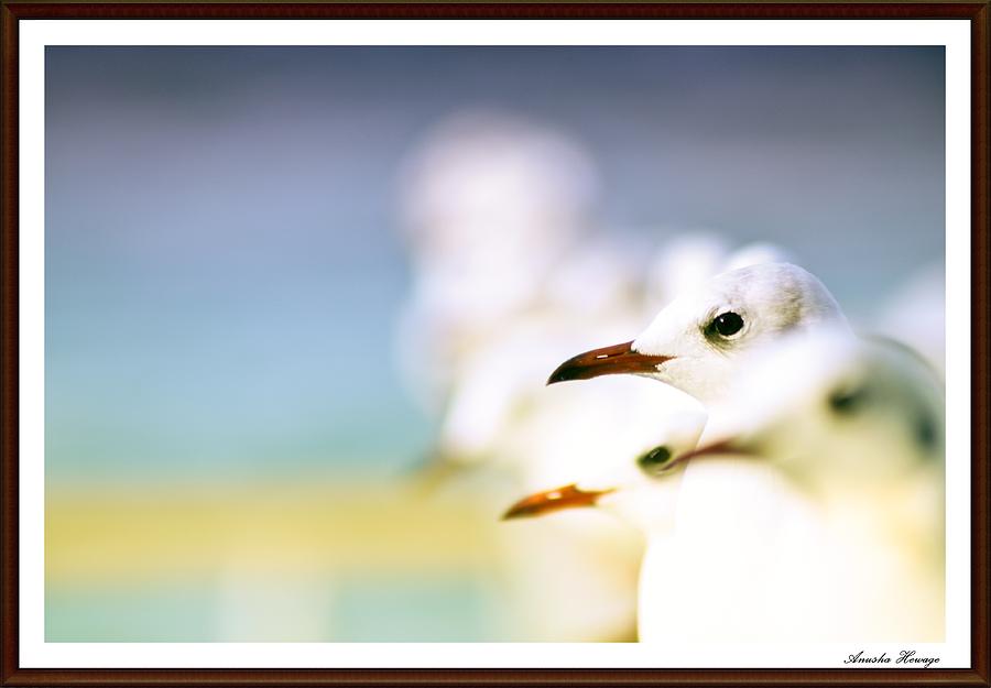 Bird Photograph - Birds #1 by Anusha Hewage