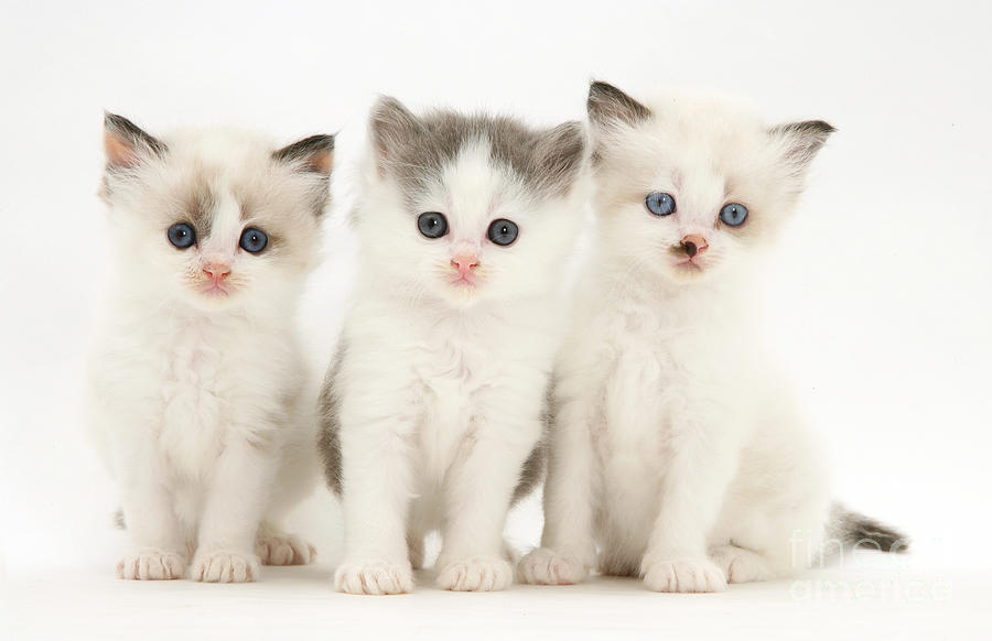 Cat Photograph - Birman-cross Kittens #1 by Jane Burton