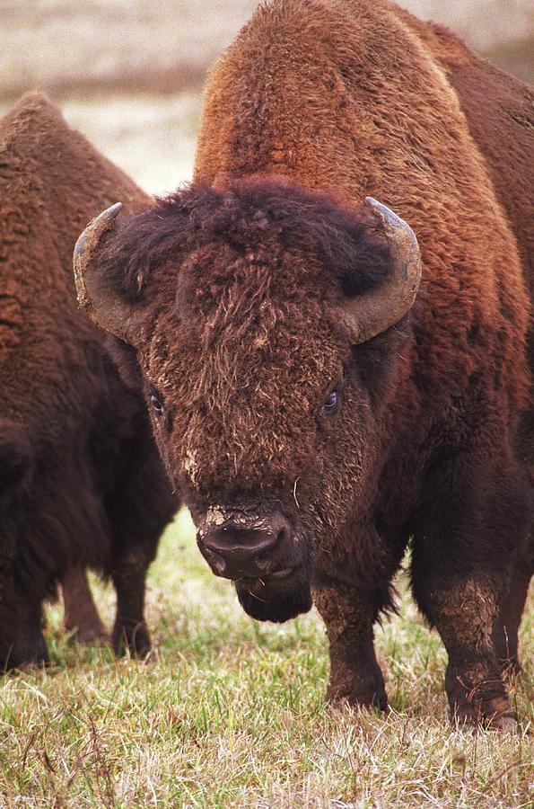 Bison Bull #1 Photograph by Rick Rauzi