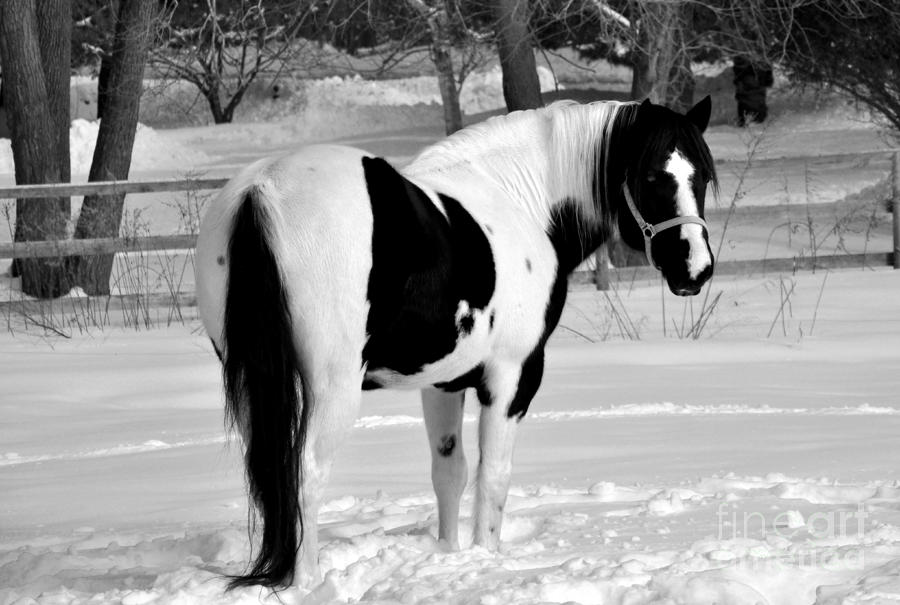 Black and White Horse Photograph by Loriannah Hespe Fine Art America