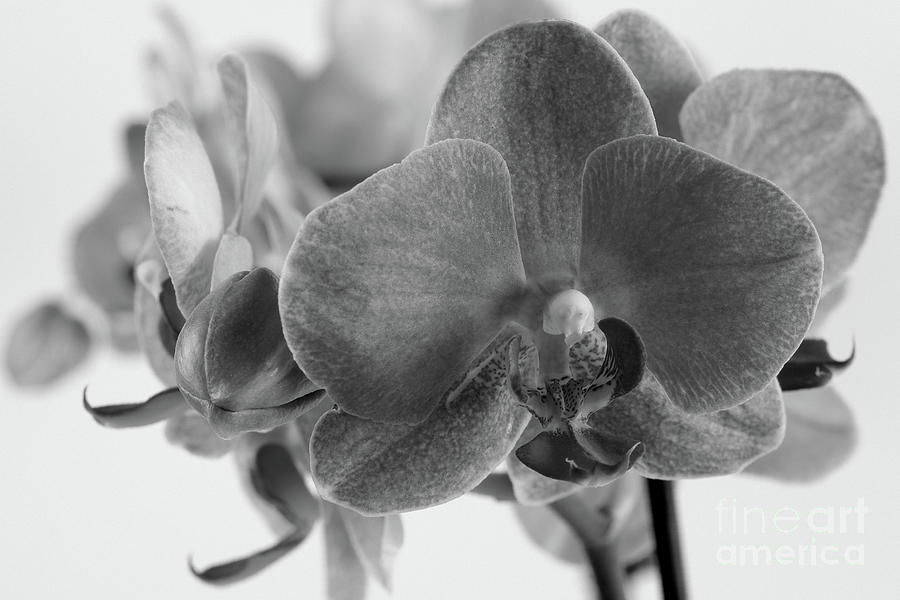 Black And White Orchid Photograph by Dariusz Gudowicz