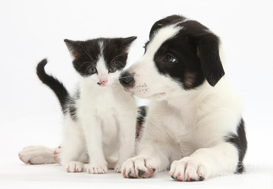 Black-and-white Puppy And Kitten #1 Photograph by Mark Taylor