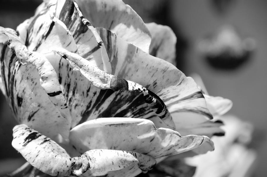 Black and White Stripe Rose Photograph by Amy Fose