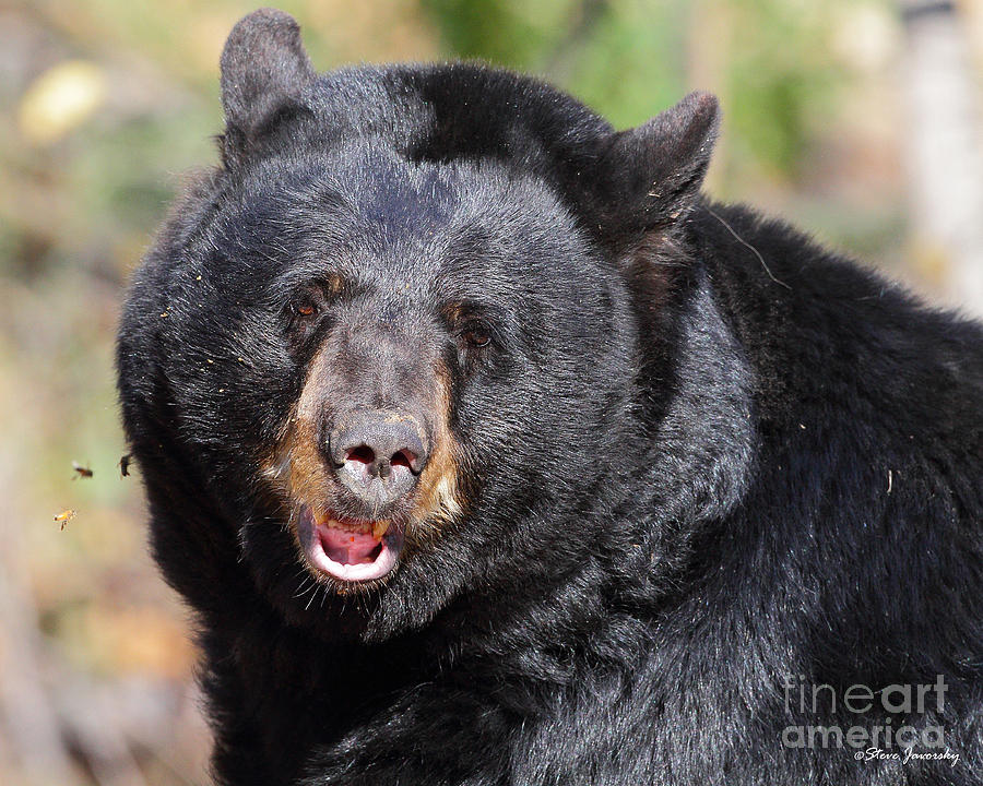Black Bear #1 Photograph by Steve Javorsky