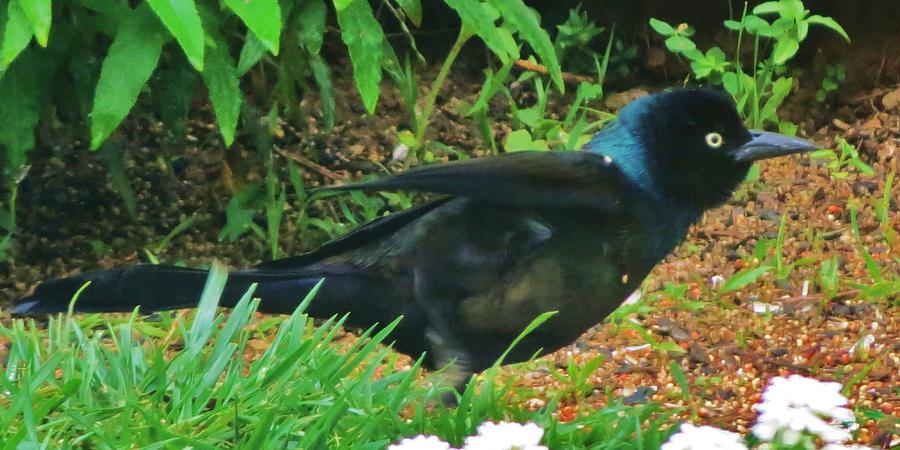 Black bird #1 Photograph by Vijay Sharon Govender