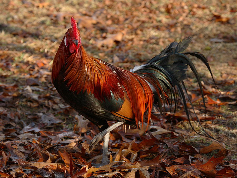 Black Breasted Red Phoenix Rooster Photograph by Michael Dougherty
