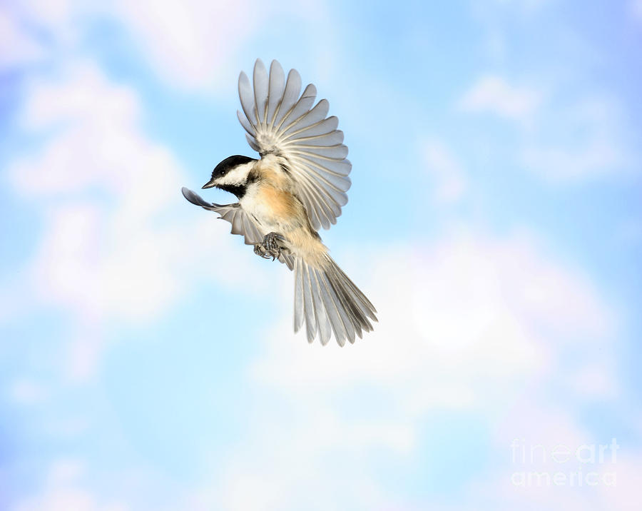Chickadee Photograph - Black-capped Chickadee In Flight #1 by Ted Kinsman