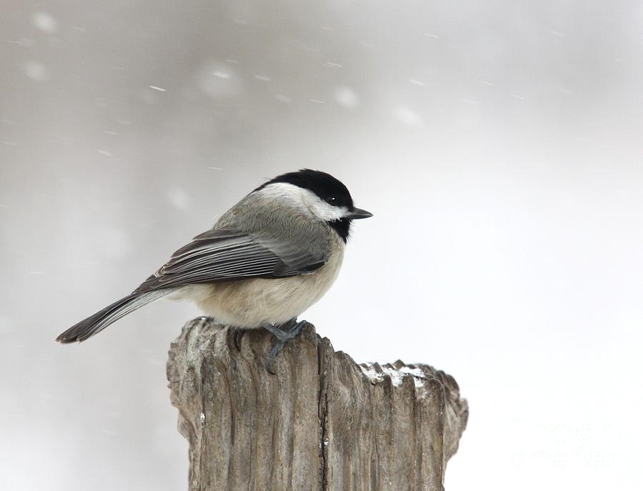 Black-capped Chickadee #1 Photograph by Jack R Brock
