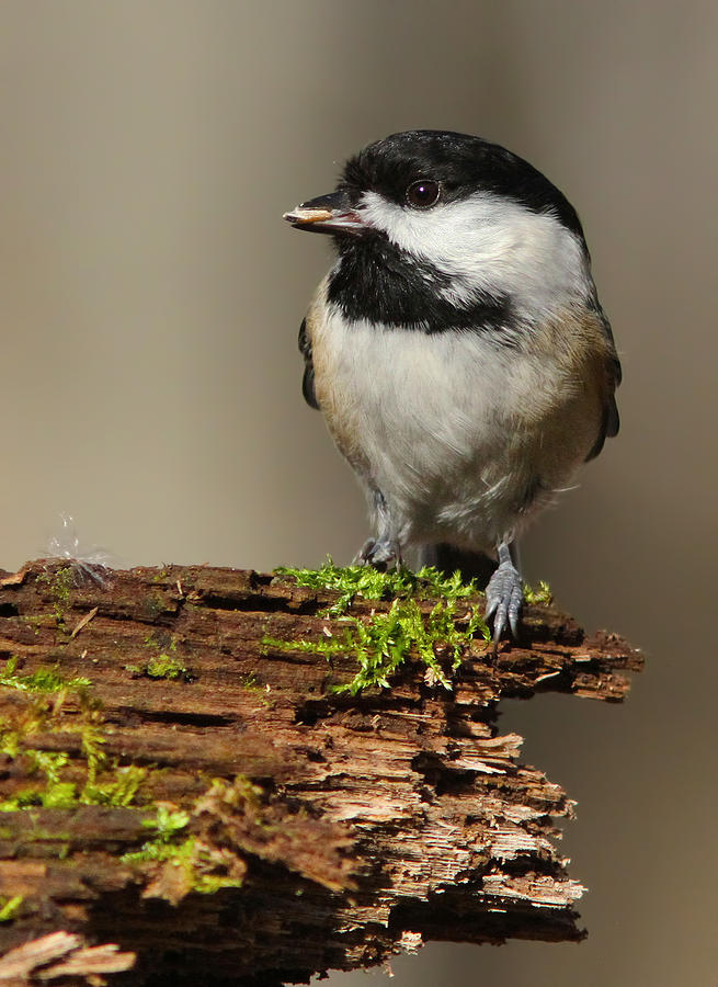 Black-capped Chickadee #1 Photograph by Mircea Costina Photography