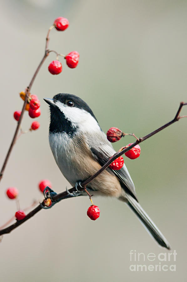 Black Capped Chickadee on Berry Branch #1 Photograph by Jean A Chang