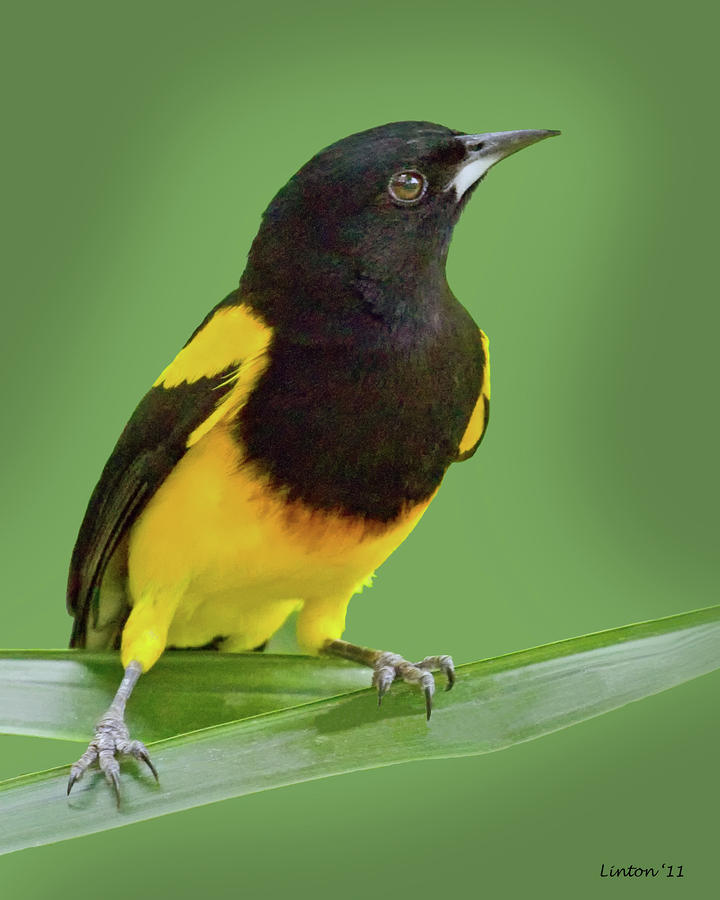 Black-cowled Oriole Photograph by Larry Linton