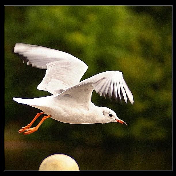 Nature Photograph - Black-headed Gull In Flight #gull #1 by Polly Rhodes