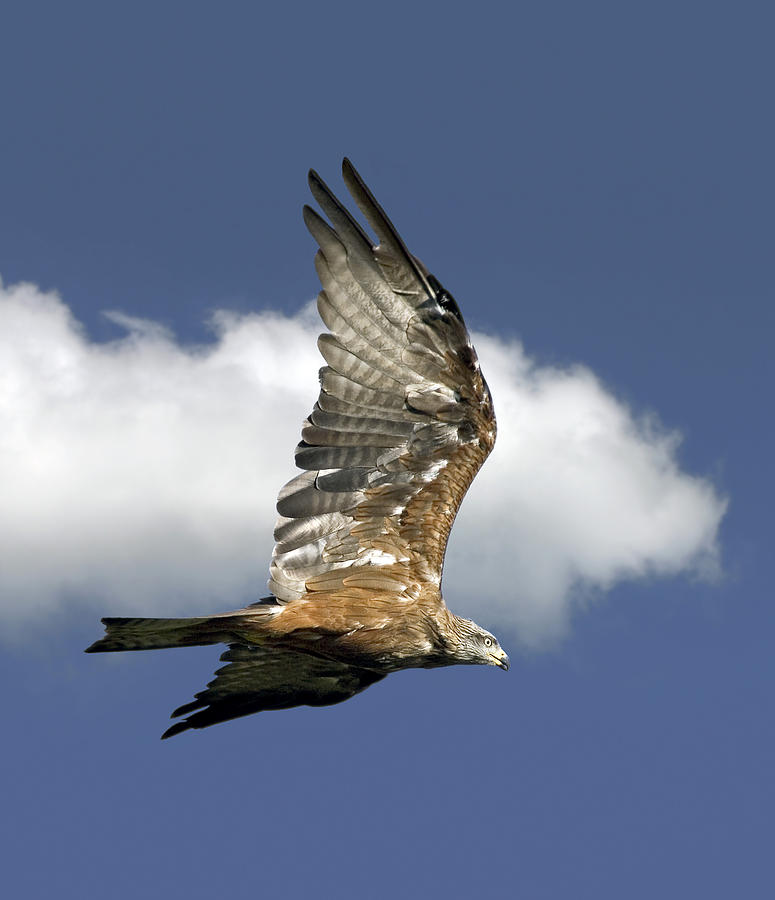 Wildlife Photograph - Black Kite In Flight #1 by Linda Wright