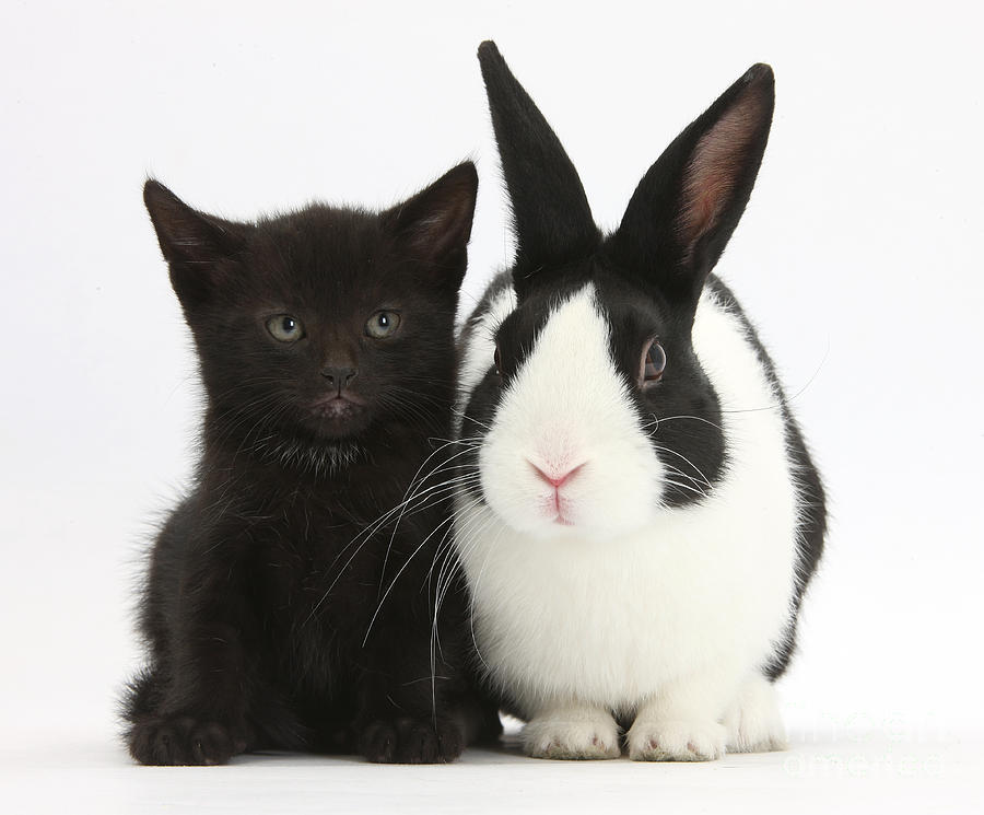 Black Kitten Dutch Rabbit #1 Photograph by Mark Taylor