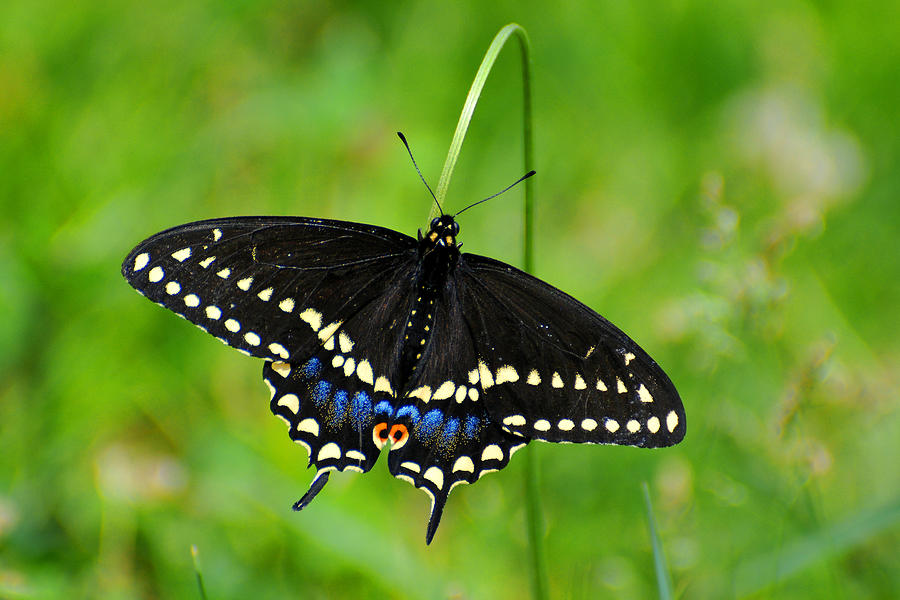 Black Swallowtail #1 Photograph by Alan Lenk