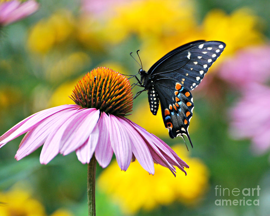 Black Swallowtail  #1 Photograph by Lila Fisher-Wenzel