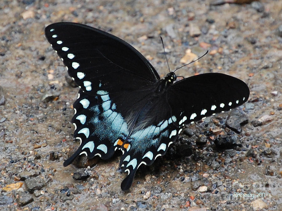 Black Swallowtail #2 Photograph by Susan Stevens Crosby