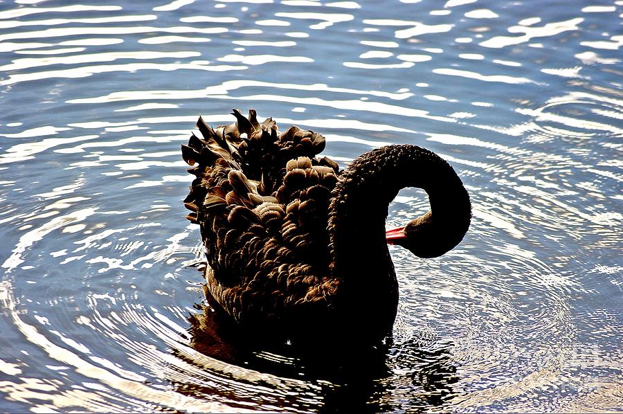 Black Swan  #1 Photograph by Blair Stuart