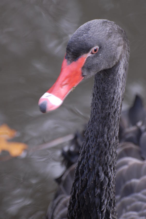 Black swan #1 Photograph by David Campione