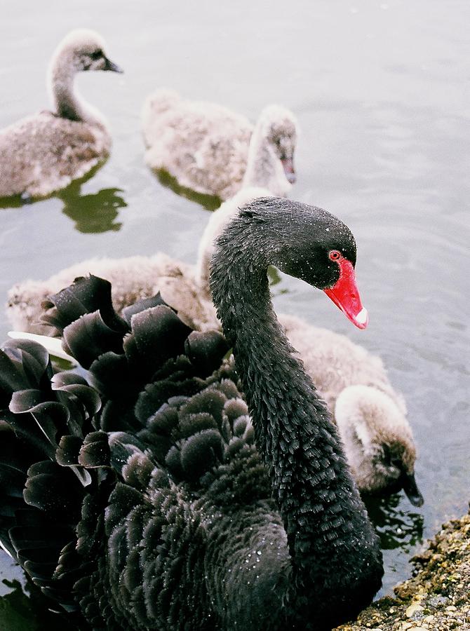 Swan Photograph - Black Swan #1 by William Walker