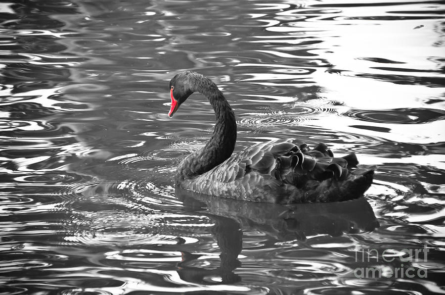 Black Swan with red Beak #1 Photograph by Yurix Sardinelly
