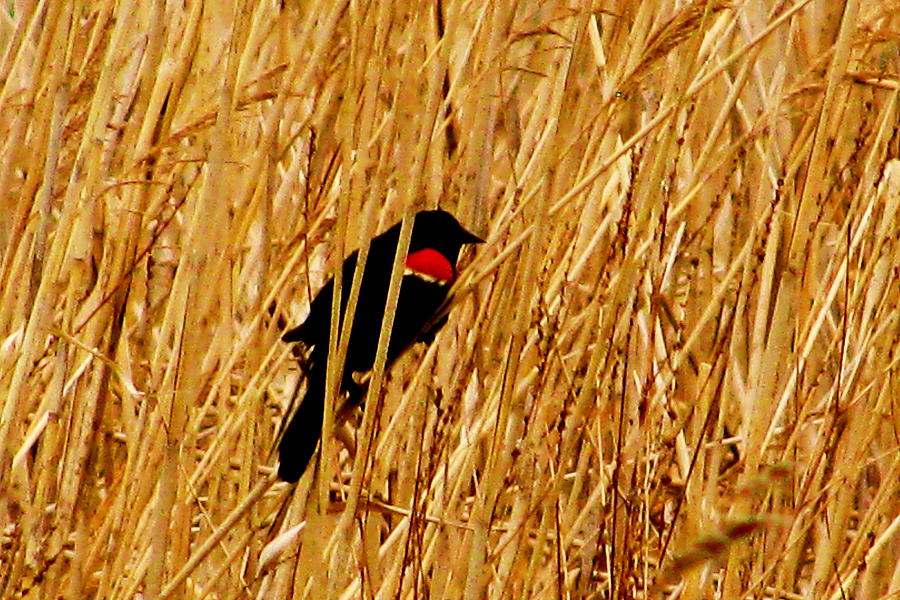 Blackbird in the Reeds Photograph by Jeff Heimlich