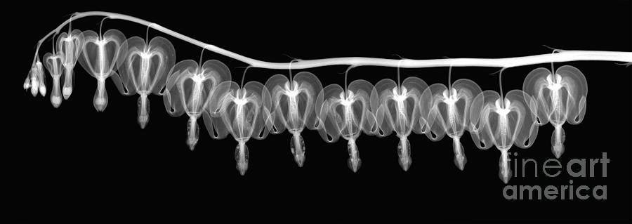 Bleeding Heart Flowers X-ray #2 Photograph by Ted Kinsman