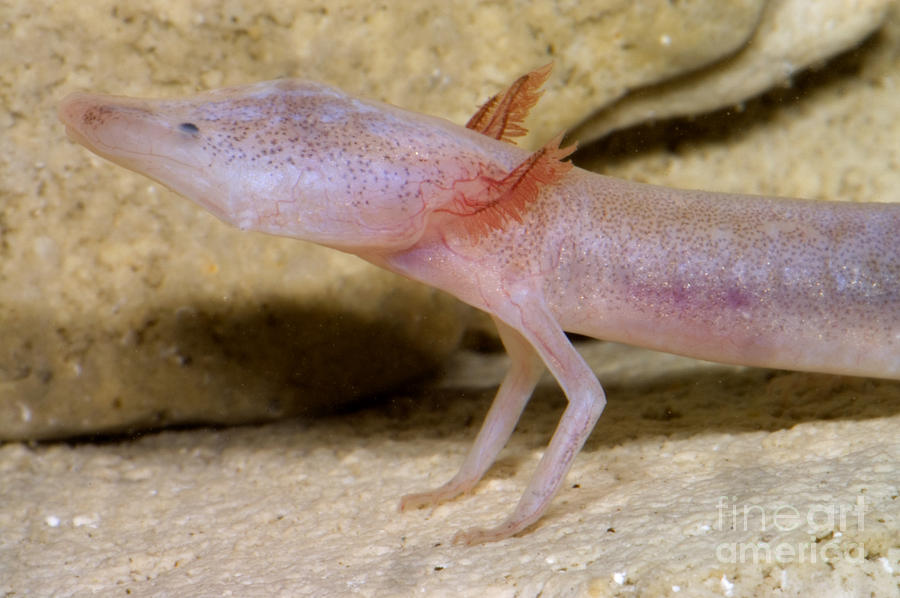 Blind Salamander Photograph by Dante Fenolio