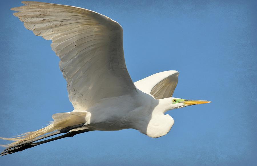 Egret Photograph - Blinded By The White #1 by Fraida Gutovich