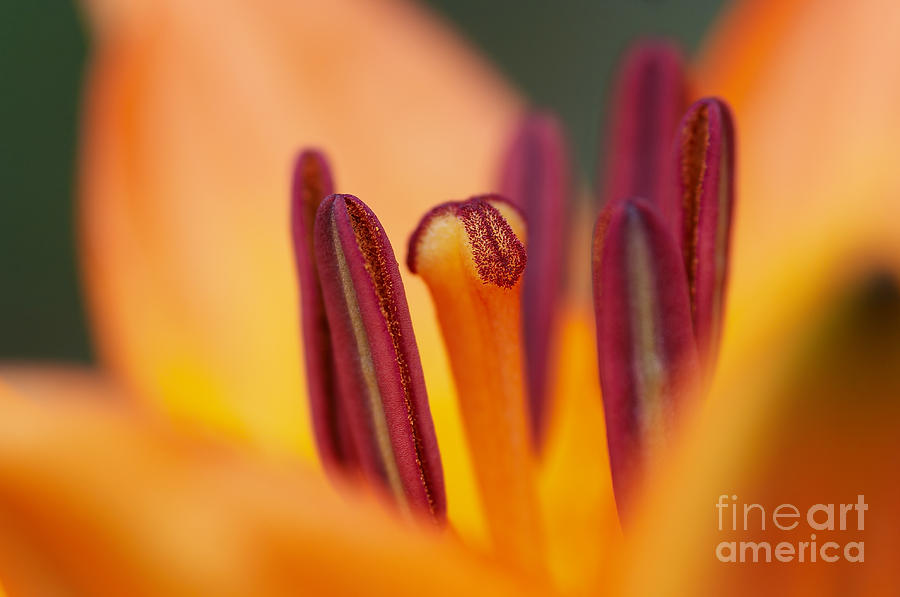 Bloom Of Lily #1 Photograph by Michal Boubin