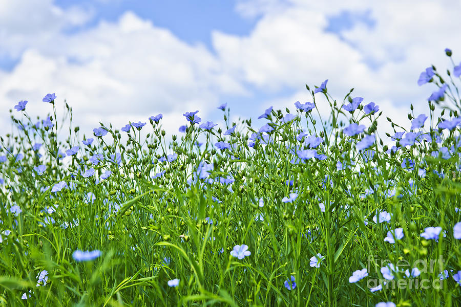 Blooming flax field 4 Photograph by Elena Elisseeva