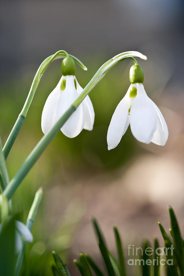 Blooming snowdrops 1 Photograph by Elena Elisseeva