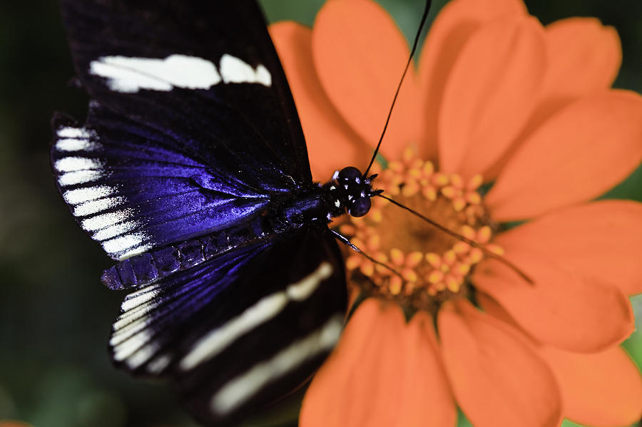 Blue and White Longwing #1 Photograph by Perla Copernik
