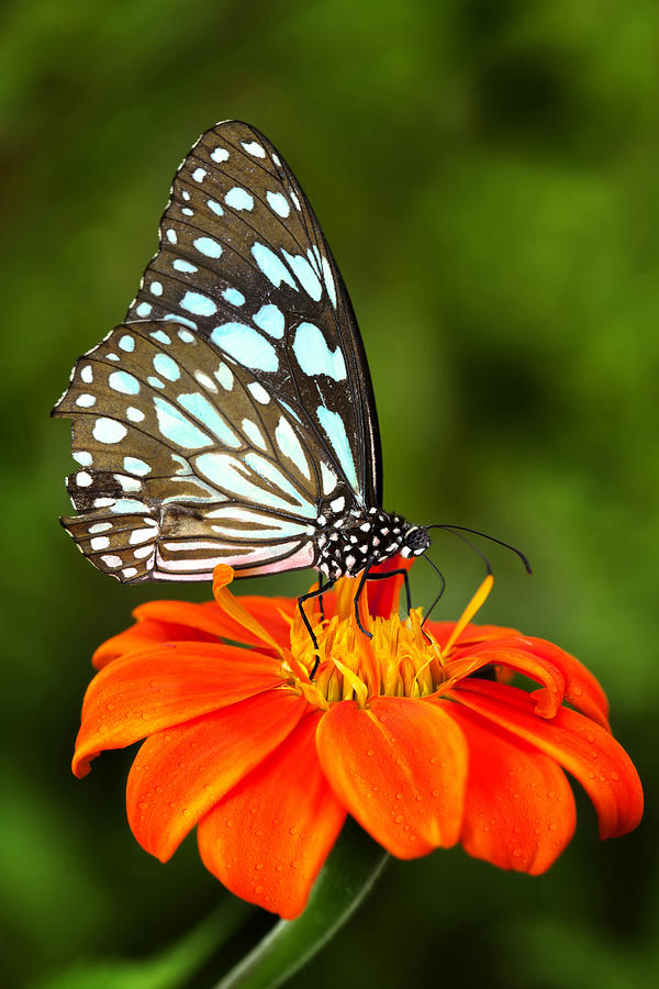 Blue butterfly #1 Photograph by Anek Suwannaphoom