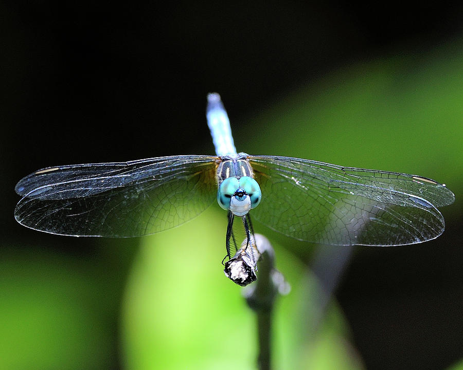 Blue Dasher #1 Photograph by Bill Dodsworth