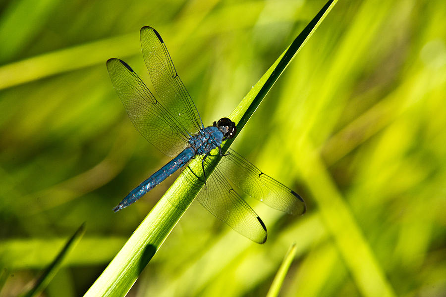Snake Photograph - Blue Dragonfly 1 #1 by Douglas Barnett