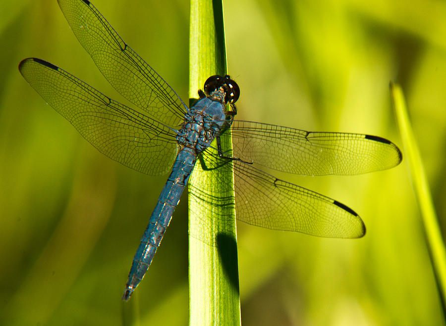 Blue Dragonfly 19 Photograph