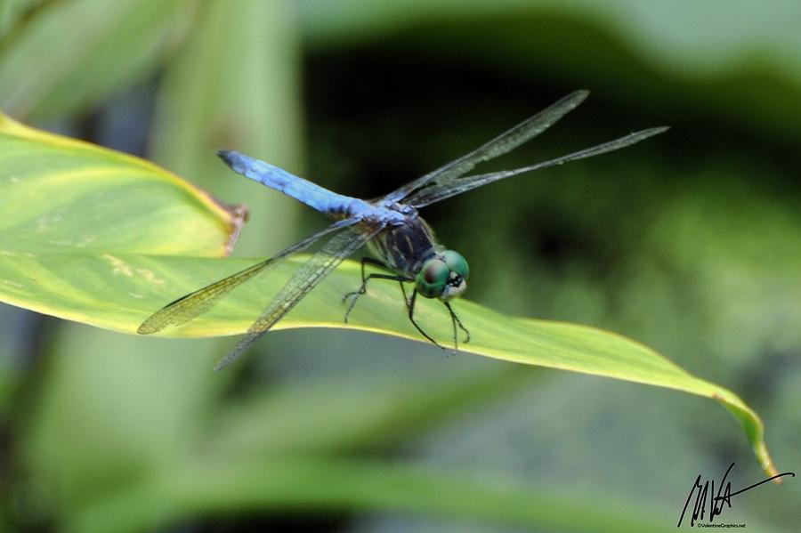Blue Dragonfly #1 Photograph by Mark Valentine