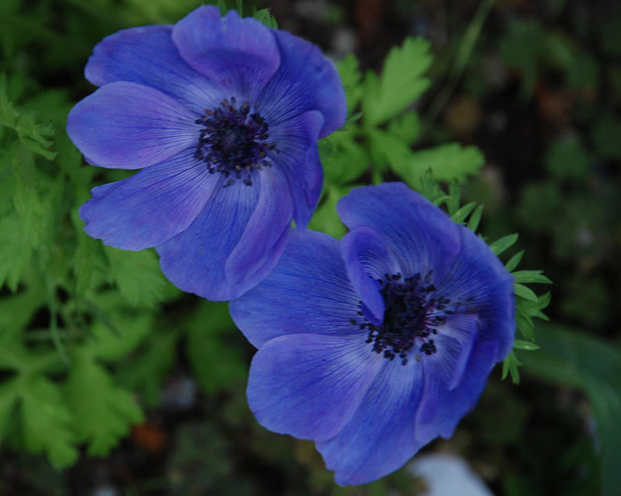 Blue Flowers  #1 Photograph by Carol Eliassen