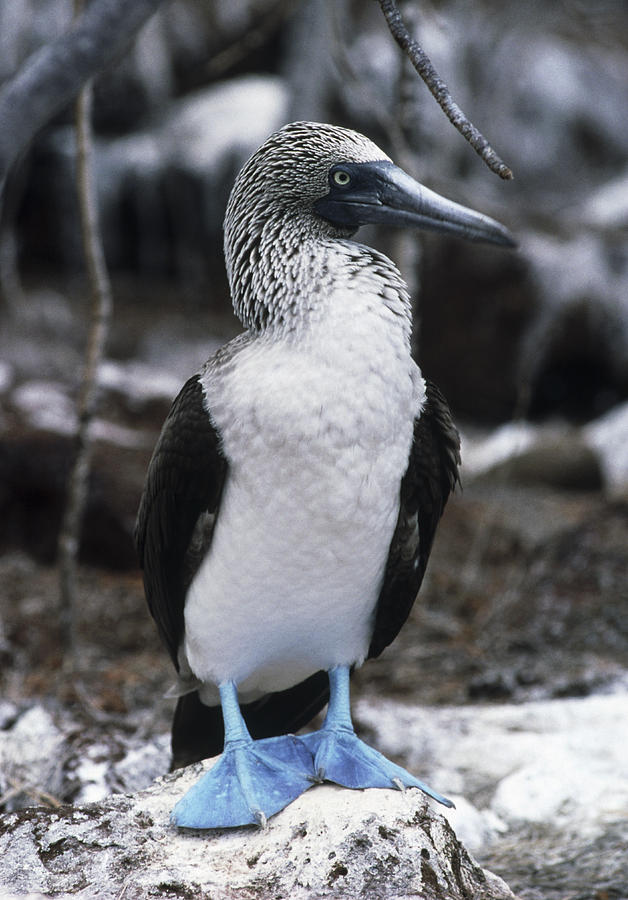 Blue-footed Booby #1 Photograph by Peter Scoones