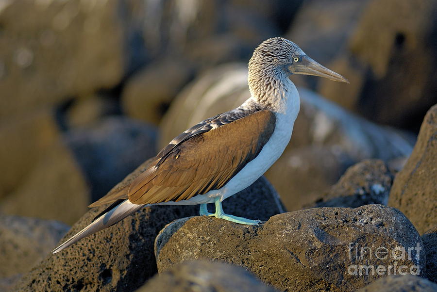 Blue-footed Booby #1 Photograph by Sami Sarkis Photography Blue-footed Booby #1 Photograph by Sami Sarkis Photography